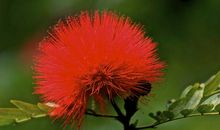 春天的使者_50字