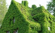 绿墙爬山虎_3000字