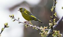 假如我是一只小鸟_150字