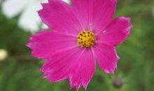 一朵小花_3000字