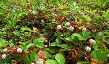 我爱家乡的草莓_450字