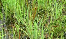 假如我是一颗小草_200字