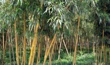 我爱竹子的毅力_550字