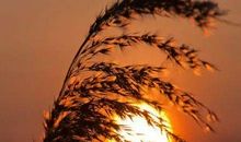 谈谈学习的滋味_450字