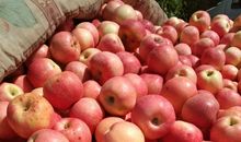 红冠将军_3000字