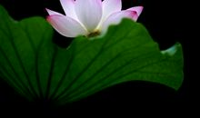 四季歌——夏_3000字