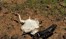 动物自救本领_500字