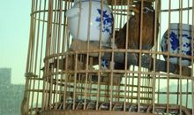 可爱的画眉_400字