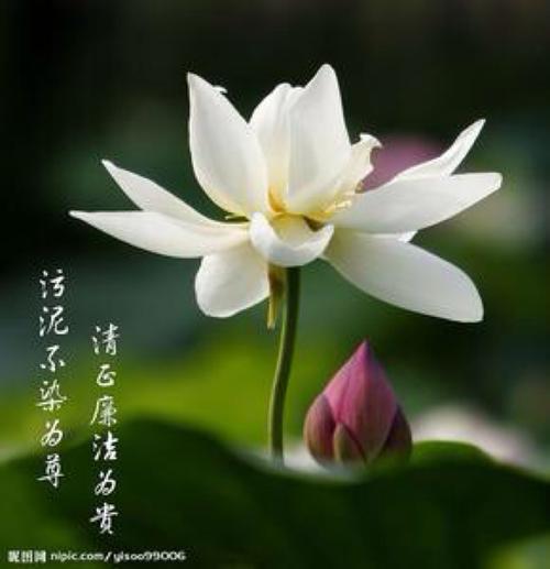 生命的真正含义_300字