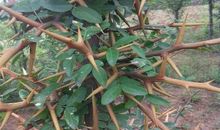 我要对小树说_100字