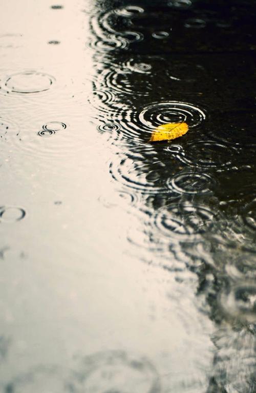 雨上的组成：秋雨_450字