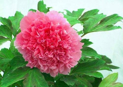 花联想_150字