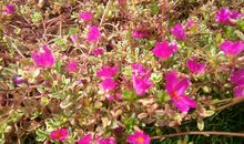 光彩夺目的春天_500字