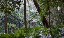 人造热带雨林_450字