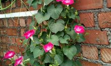 回乡散记_1500字