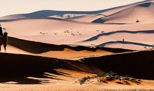 倾听驼铃声_400字