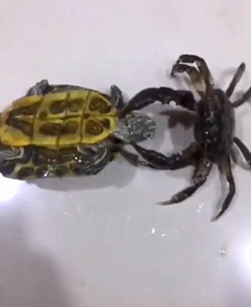龟PK Crab _450字