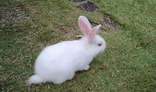 关于小白兔的作文：小白兔_150字