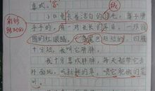 关于小白兔的作文：小白兔_1000字