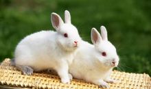 关于小白兔的作文：小白兔_550字