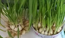 四年级期末考试作文：蒜苗的观察日记（三）_400字