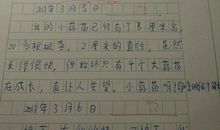 四年级期末考试作文：蒜苗的观察日记（五）_700字