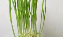 四年级期末考试作文：蒜苗的观察日记（四）_350字