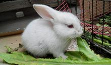 关于小白兔的作文：小白兔_800字