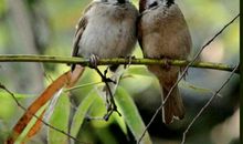 【原创达人】麻 雀_500字