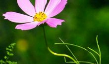 自己的人生路上_650字