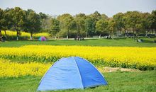 去郊外踏青_600字