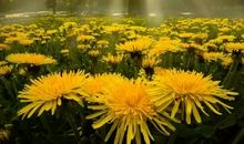 [大梦想家]宽容父母_1200字