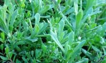 [大梦想家]爱上春天的味道_650字