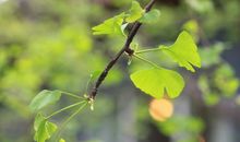 [大梦想家]爱上春天的味道_1200字