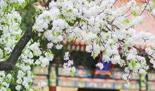 [大梦想家]爱上春天的味道_350字