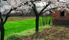 [大梦想家]又是一年，桃花荫_1200字