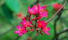 [穿越大PK] 花开两三载_2000字