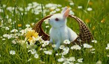 可爱的兔子_550字