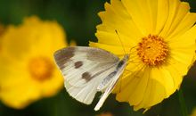 [穿越大PK]蝶恋花_3000字