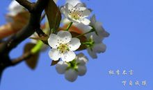 成语故事：桃李不言,下自成蹊_500字