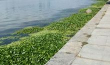 迷人的北湖_450字