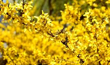 五年级诗歌：迎春花_250字