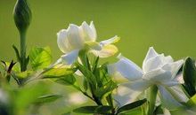 栀子花还会开吗_350字