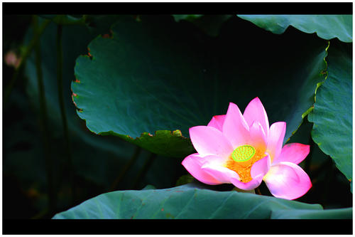 莲花魅力_3000字