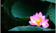 莲花的魅力_3000字