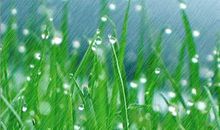 顽皮的春雨_150字