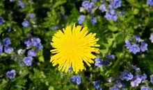 长在沼泽的蒲公英_200字