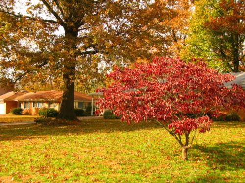 [秋季童话]秋天的梦想_900字