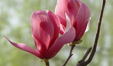 花开，是严厉的一个过程_1500字