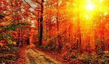 秋天，我的最爱！_650字